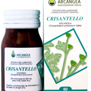 Arcangea Crisantello Americano